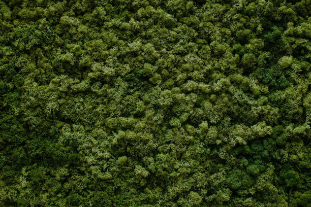 istock wall of natural moss 1088708258