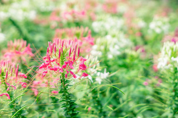 istock Spider flower or prickly spider-flower or pink queen 1088713706