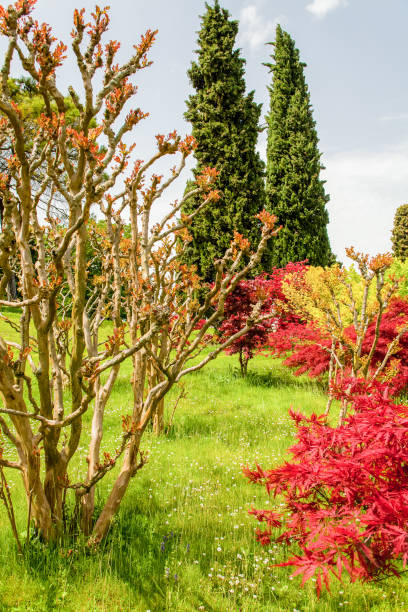 istock colors of spring bloom in a public park 1088715338