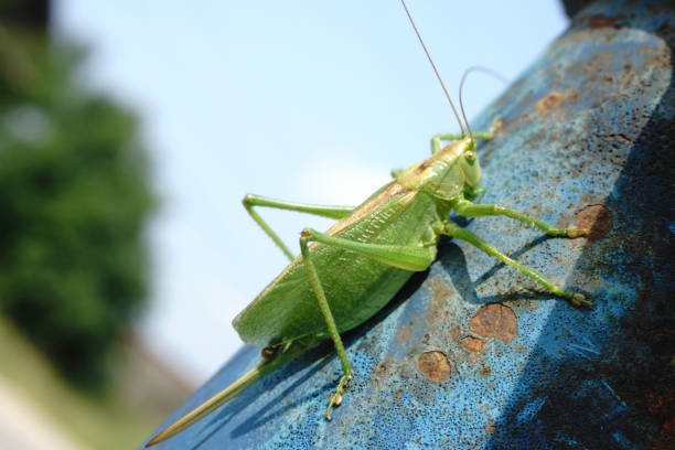 istock locust on a wet leaf locust imitating a leaf animal leaf 1088715616