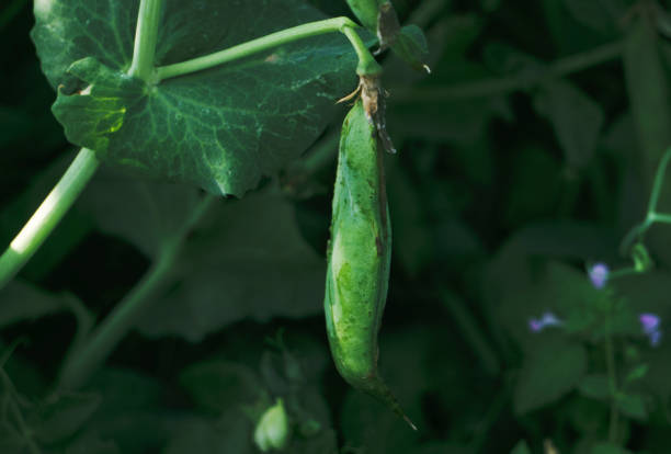photo of a fresh bright green pea pod on a pea plant in a garden. growing peas outdoors. - green pea pea pod vegetable freshness imagens e fotografias de stock