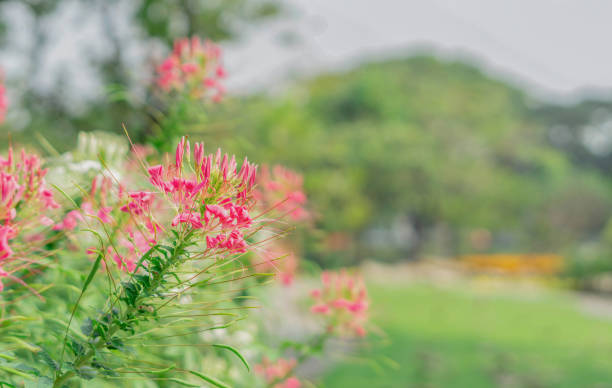 istock Spider flower or prickly spider-flower or pink queen 1088715874
