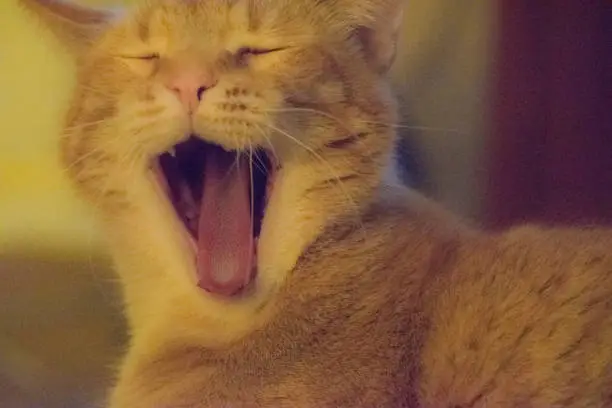 orange tabby cat yawning
