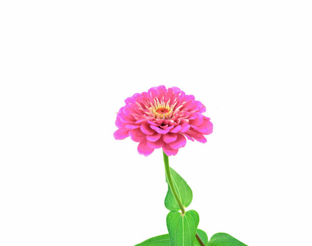istock Pink flower isolated on white background 1088716128