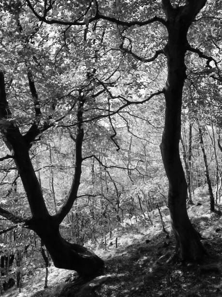istock monochrome image of two old forest trees in silhouette against bright sunlight on a hillside 1088717220