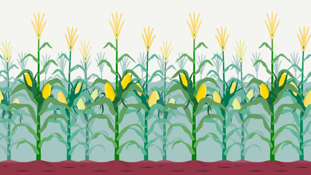 ilustrações, clipart, desenhos animados e ícones de milharal isolado sem emenda - corn crop corn genetic modification crop