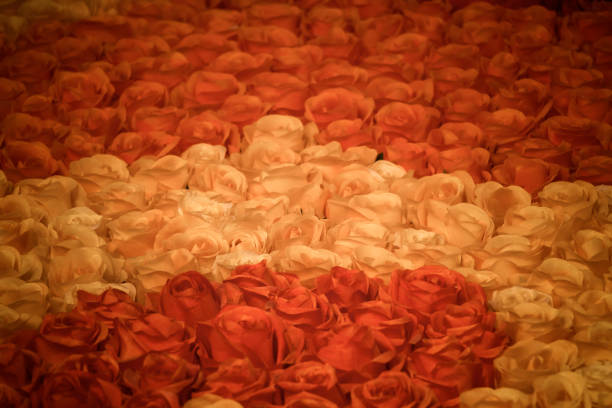 Color image of abundance of flower in beautiful nature. Photograph taken at spring time and a color image taken with Canon DSLR and edited in Photoshop sharpened and color correction made.