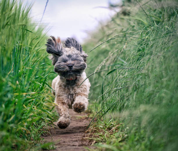 Small Hairy Dod running Through Field A small and hairy dog running fast through a grassy field with its fur flying in a funny pet image with copy space. animal photos stock pictures, royalty-free photos & images