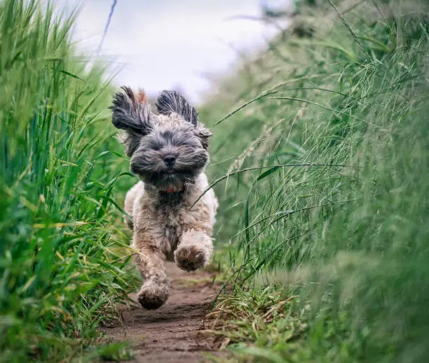 Photo of Small Hairy Dod running Through Field