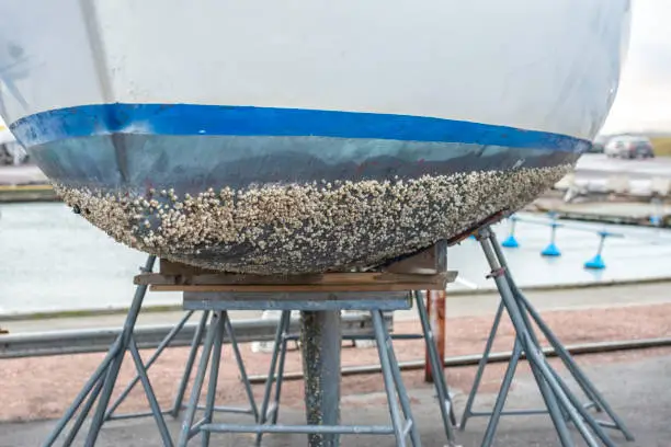 Sailboat bottom covered in barnacles.