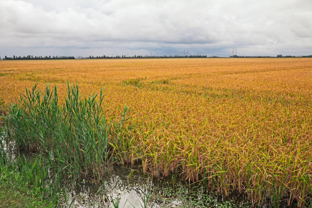 risaio giallo nel parco del delta del po, italia - rovigo foto e immagini stock