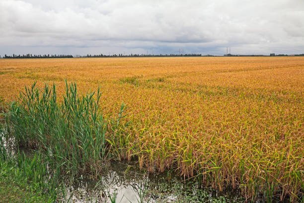 campo de arroz amarelo no po delta park, itália - rovigo - fotografias e filmes do acervo