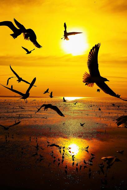 gaivotas voam turístico de viagens de fundo de praia do luz solar cheia do sol céu bonito. - sunset beach flash - fotografias e filmes do acervo
