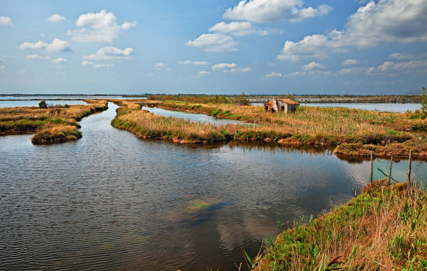 、イタリア、ヴェネト州ロヴィーゴ, ロゾリーナの po デルタ公園の風景 - fen ストックフォトと画像