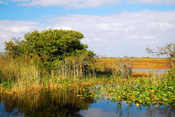 istock Everglades National Park 1088732194