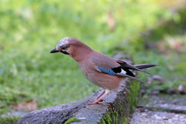 istock An oak jay in my garden 05. 1088732762