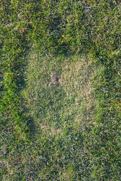 istock green grass, creative abstract design background photo 1088736612