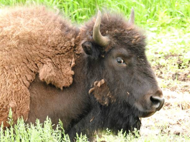 istock American Bison sitting in field on a sunny day 1088738212