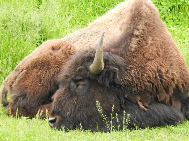 istock American Bison sitting in field on a sunny day 1088740606