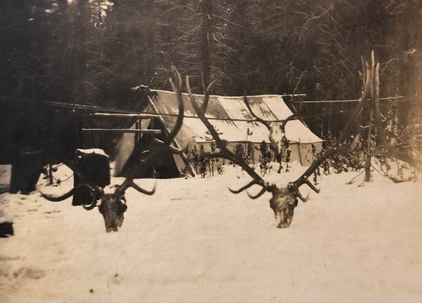 동물 두개골 오래 된 서쪽 사냥 캠프 - moose cabin taxidermy hunting 뉴스 사진 이미지
