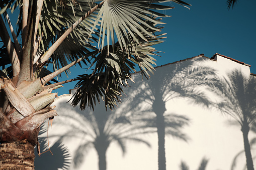 Palm tree throws a shadow on a white wall during hot sunny day.