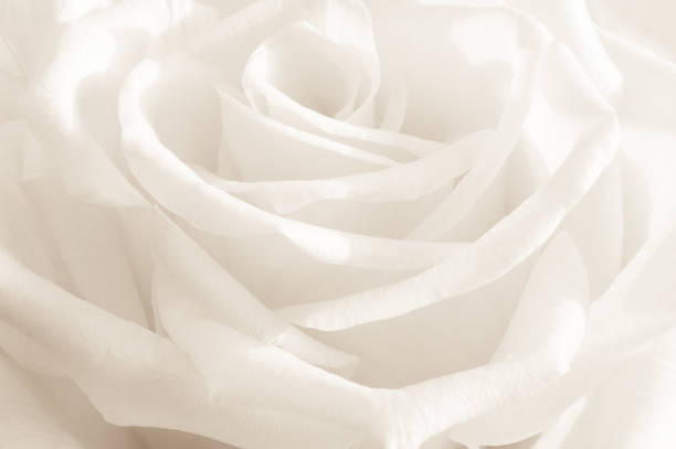 istock Close up of a white rose 1088749418