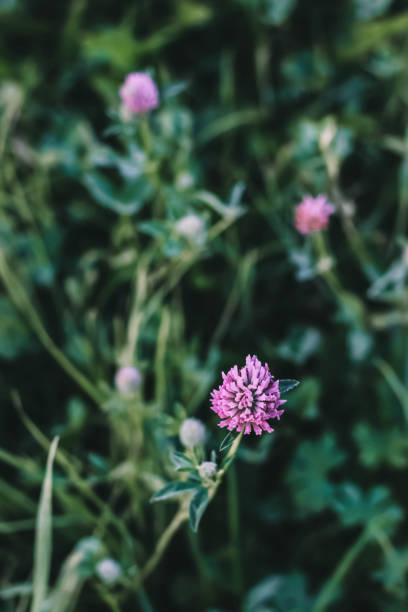 istock Clover flowers. Purple clover on a meadow 1088749810