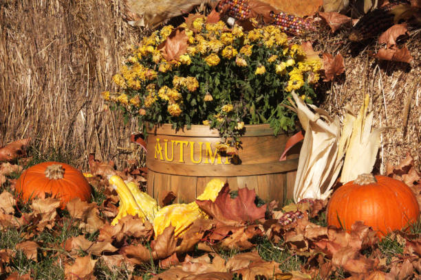Autumn Basket stock photo