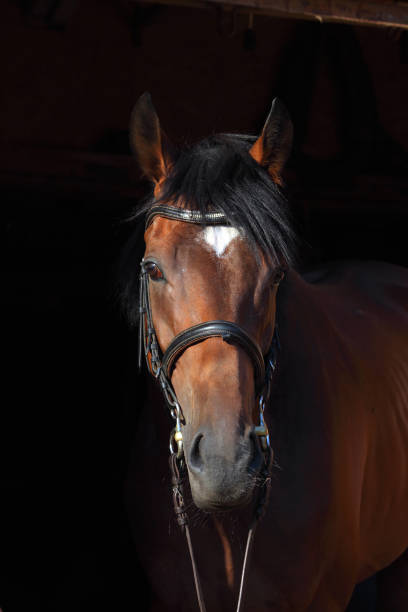 Purebred sports dressage horse portrait in dark stable Purebred sports dressage horse portrait in dark stable background equestrian event photos stock pictures, royalty-free photos & images
