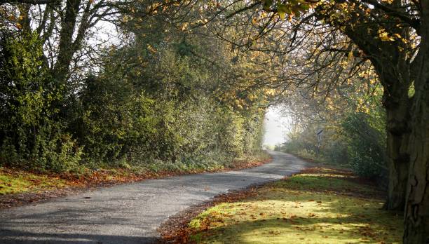 istock Curvy treelined country road. 1088753730