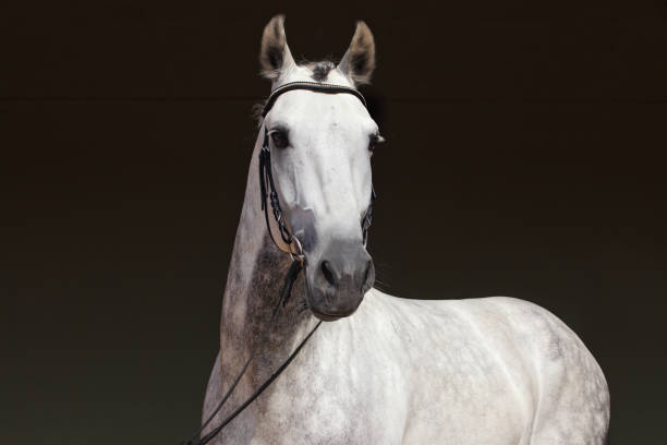 Pure Spanish Horse or PRE, portrait against dark stable Pure Spanish Horse or PRE, portrait against dark stable background dapple gray horse standing silver stock pictures, royalty-free photos & images