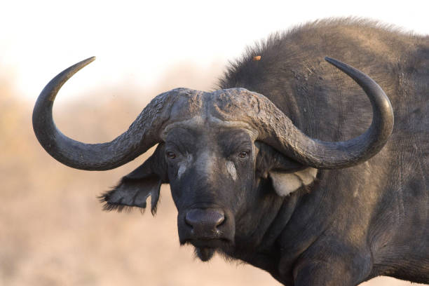 Portrait of a Buffalo in South Africa stock photo