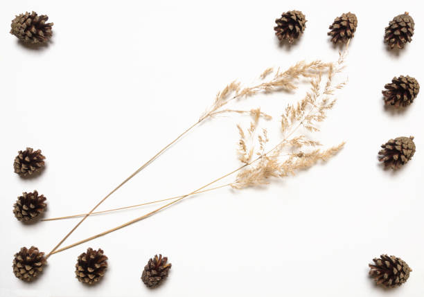 istock Pine cones and dry grass on a white background 1088759106