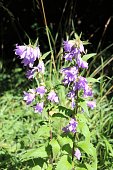 glockenblume-rapunculoides.jpg?b=1&s=170x170&k=20&c=aTh_nRTqta0lnXzxRkz8FUHF6xZT_UoUULfko_siP3E=