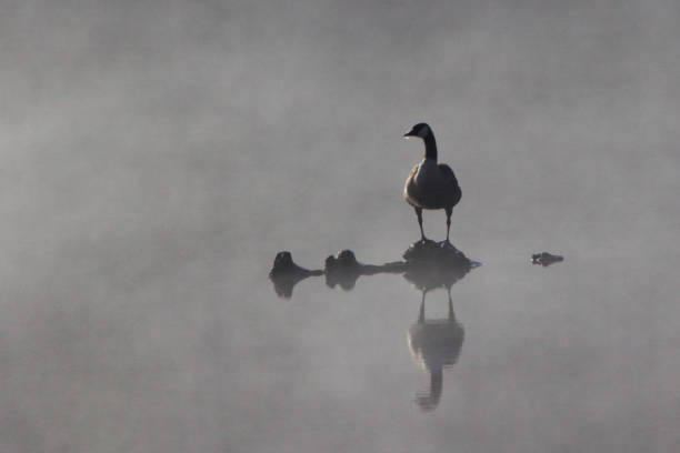 Canada Goose in Fog stock photo