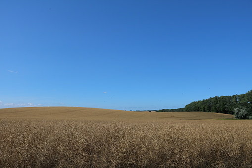 Rape field in late summer at Island Rügen, Germany