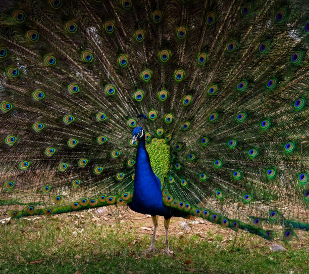 istock Portrait of Peacock 1088765114