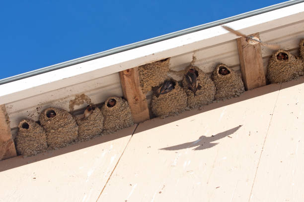 Cliff Swallow nests stock photo