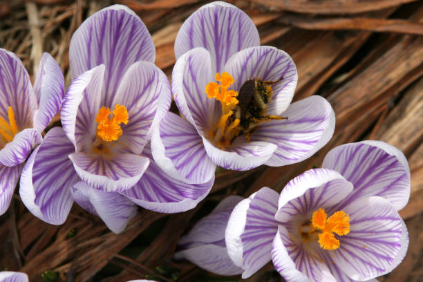 Lavender-striped crocus with Bee stock photo