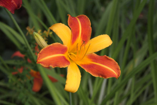 Day Lily stock photo