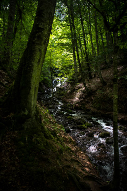istock The primeval forest with the creek 1088769914
