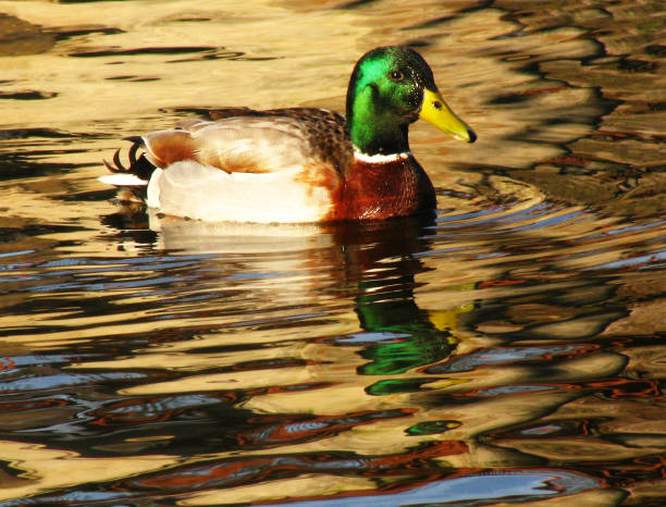 istock A Single Male Mallard Duck Swimming In Lake Water Reflection 1088769934