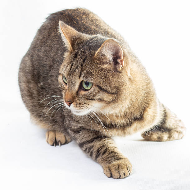 istock Portrait of a tabby cat on a light white background 1088771930
