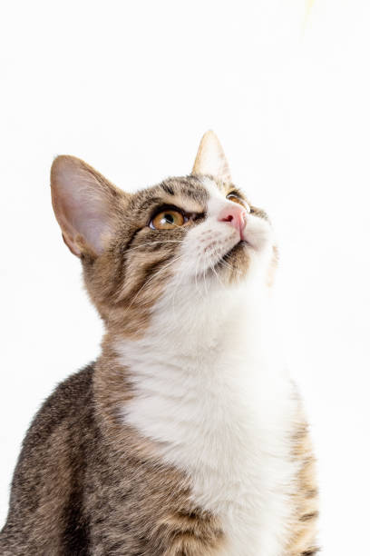 istock Portrait of a tabby cat on a light white background 1088772010