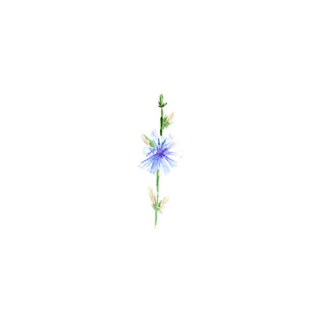 Botanical watercolor hand-painted illustration of Chicory on white background.