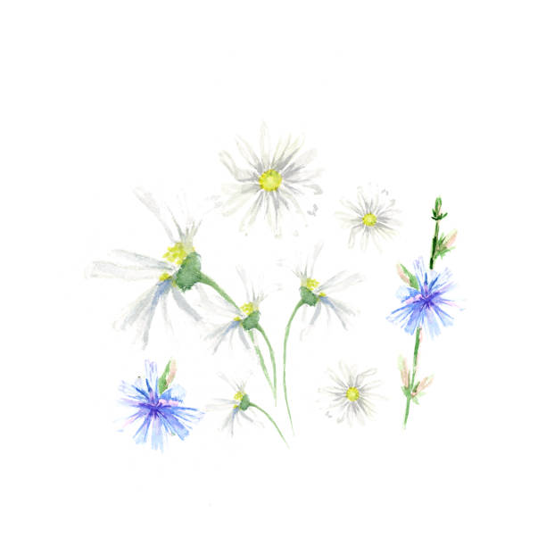 Hand drawn watercolor Chicory and camomile with green leaves set, isolated on white background Hand drawn watercolor Chicory and camomile with green leaves set, isolated on white background. Floral botanical illustration. white background chicory isolated white stock illustrations