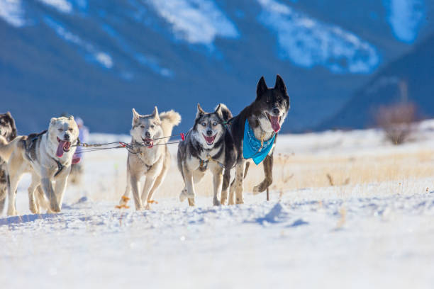 istock Husky Sled Dogs 1088779396