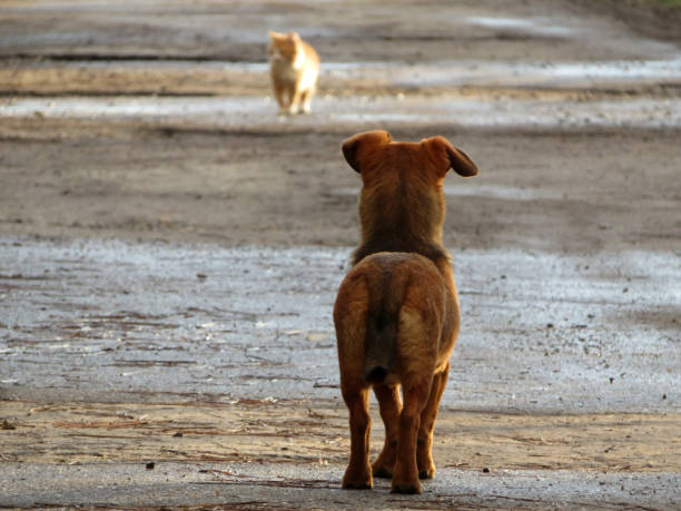 собака и кошка на сельской улице - undomesticated cat pets animal watching стоковые фото и изображения