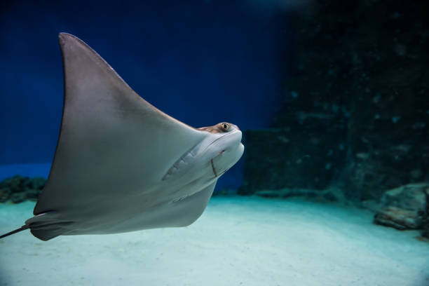 istock The stingray smiles in blue water in aquarium 1088785714