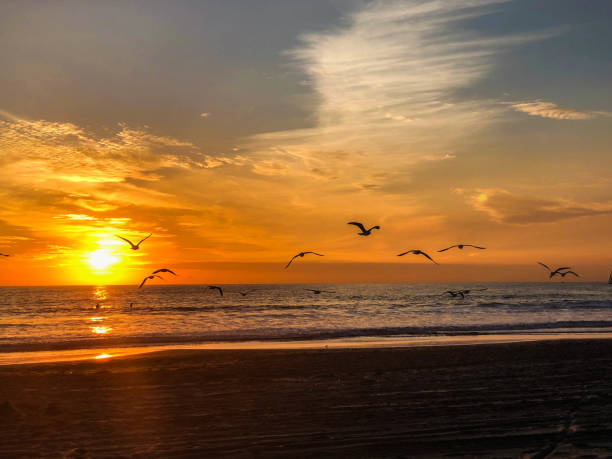 istock Venice Sunset over the Pacific Ocean 1088788384